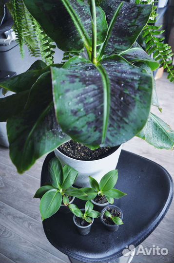 Банан пигмей