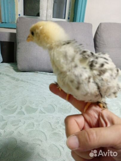 Подрощенные и суточные цыплята Брама