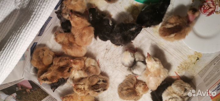 Цыплята 20 дневные