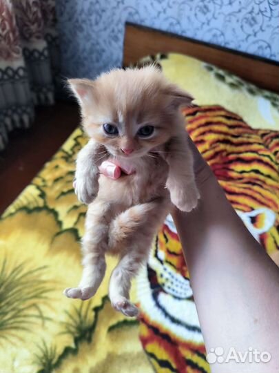 Котята в дар