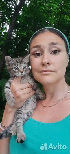 Котенок 1,5мес можем привезти