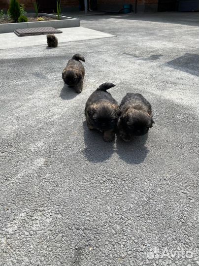 Щенки пекинеса