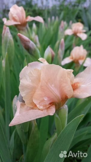 Ирисы карликовые