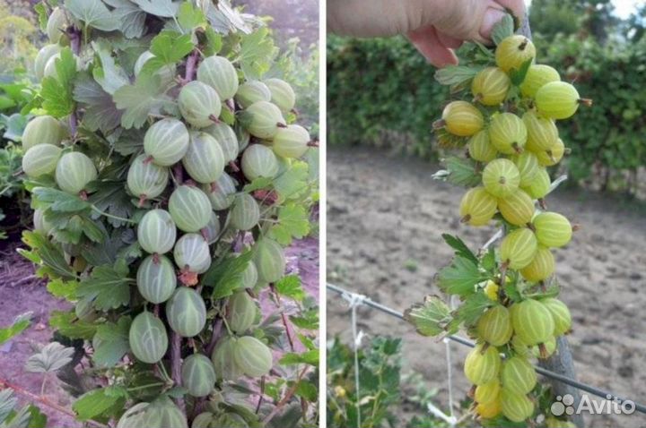 Саженцы крыжовника Снежана