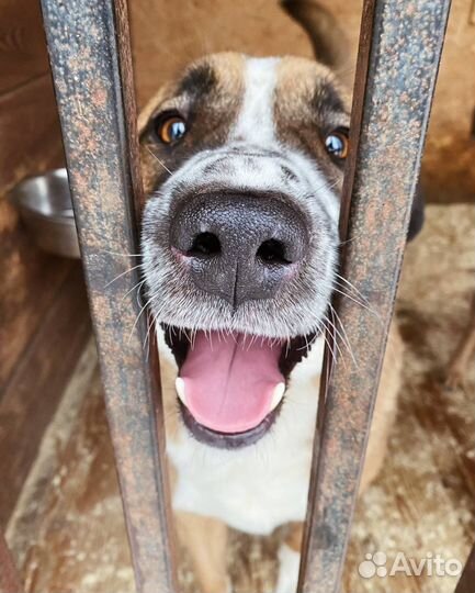 Приют «Некрасовка»