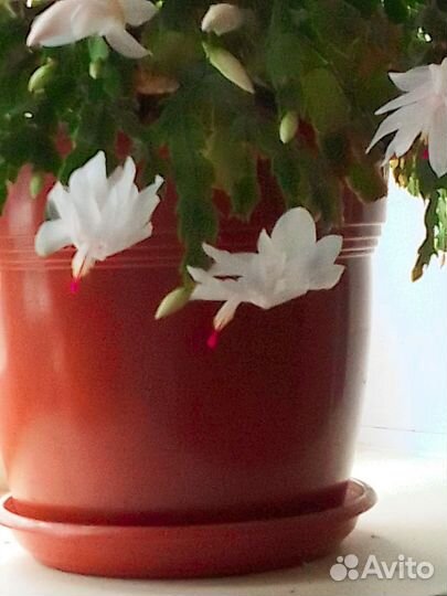 Декабрист шлюмбергера белый