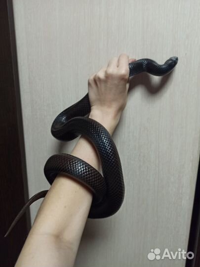 Змея для фотосессии