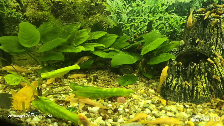 Продам рыбок Анцыструс прилипалы