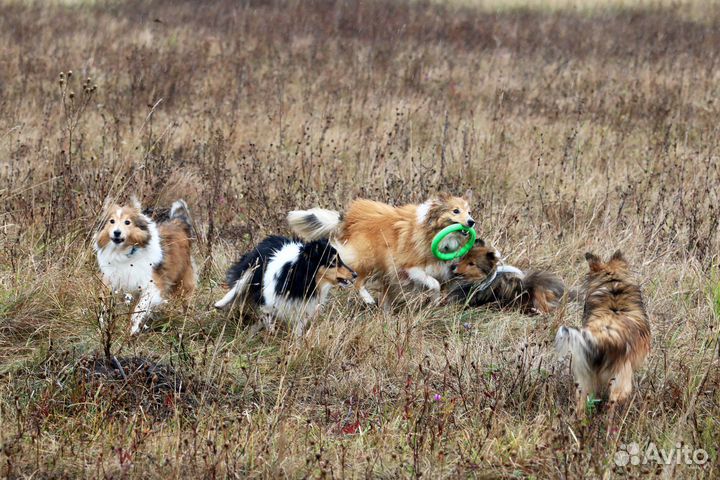 Шелти в Рязани