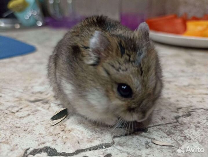 Джунгарский хомячок Dwarf hamster