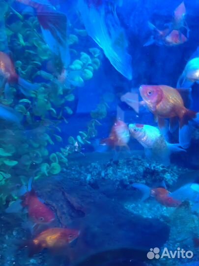 Золотая рыбка (риукин красный)