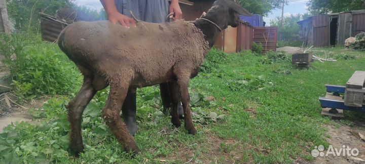 Бараны, Овцы