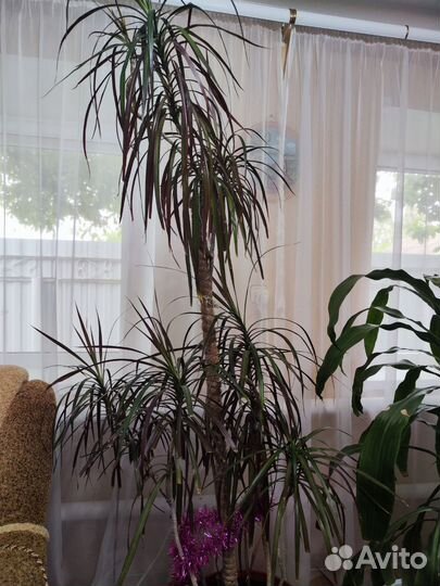 Пальма драцена
