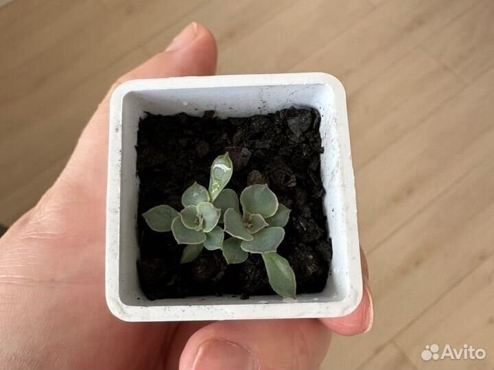 Суккуленты