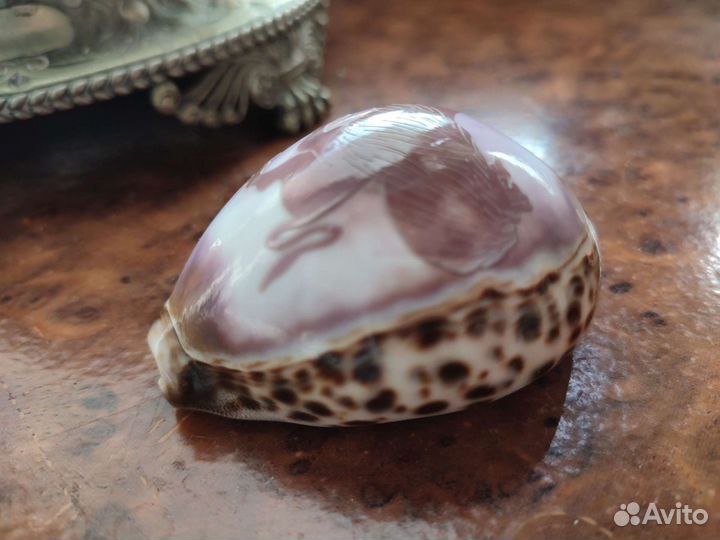 Ракушка с рисунком Знак Зодиака Лев