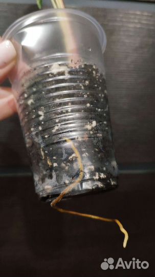 Сингониум Империал Вайт