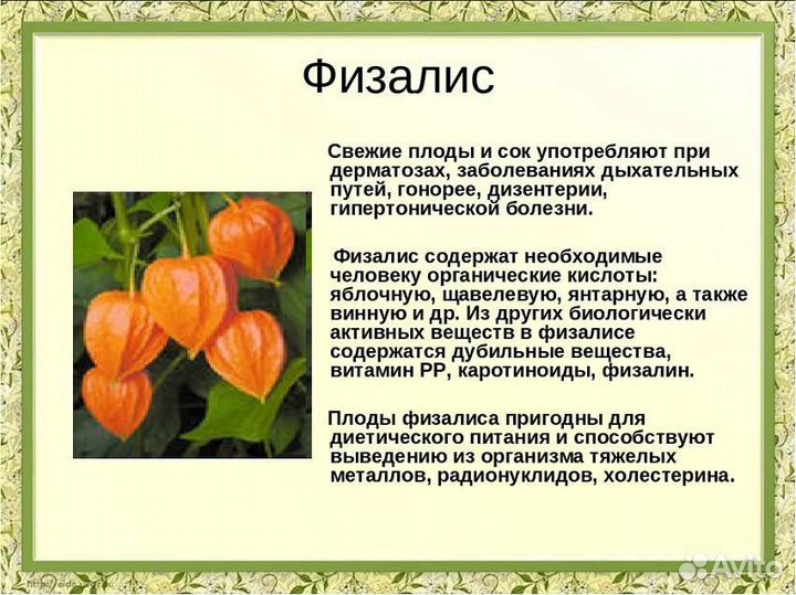 Физалис рассада