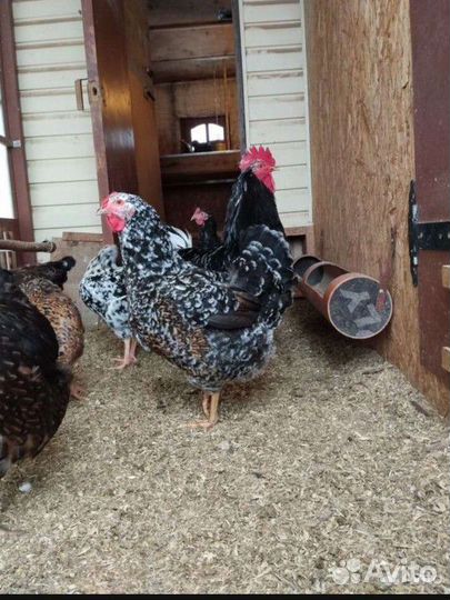 Инкубационное яйцо