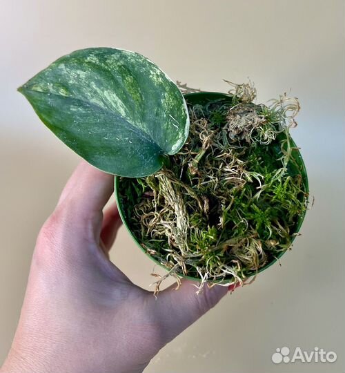 Сциндапсус жаде сатин вариегатный (jade satin var)