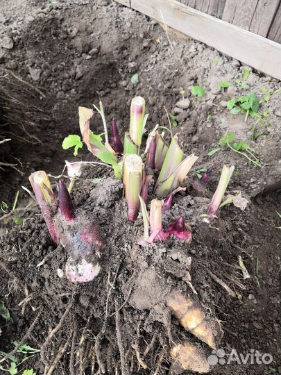 Клубни Канны