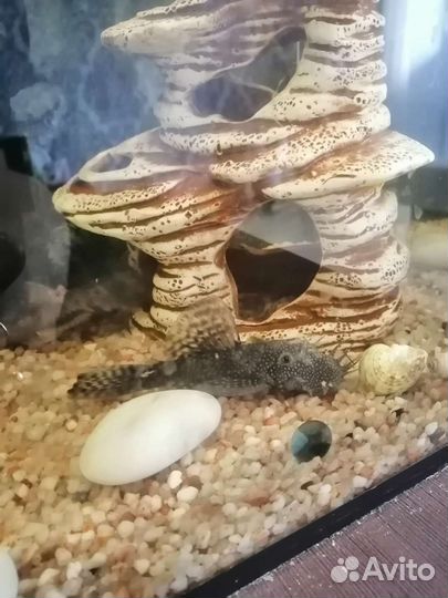 Живая рыба сом