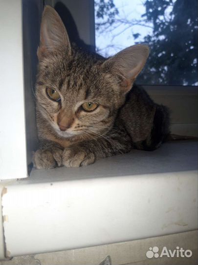 Котенок (девочка) в добрые руки