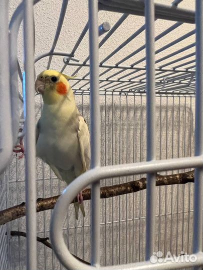 2 попугая с клеткой