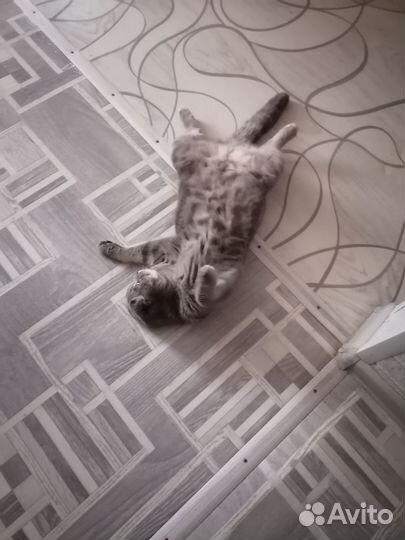 Ищем жениха для нашей дамы(шотландка)