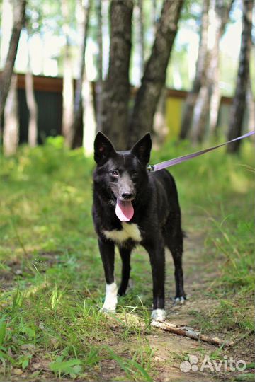 Собака в добрые руки