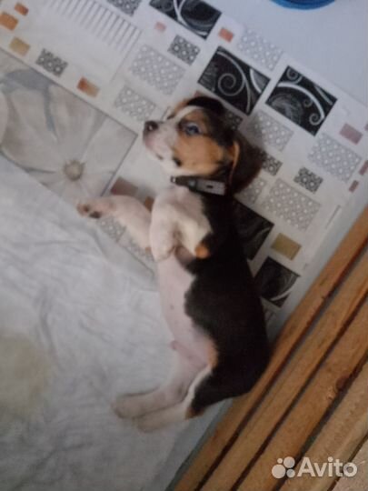 Щенки бигль