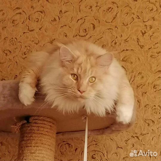 Кот мейн-кун вязка