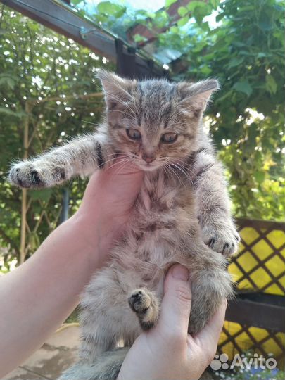 Котёнок ищет семью