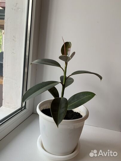 Фикус Бенджамина