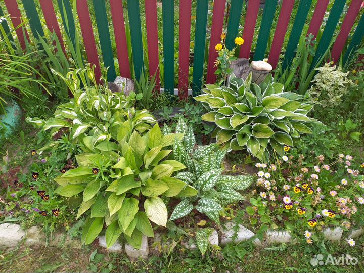 Цветы для сада