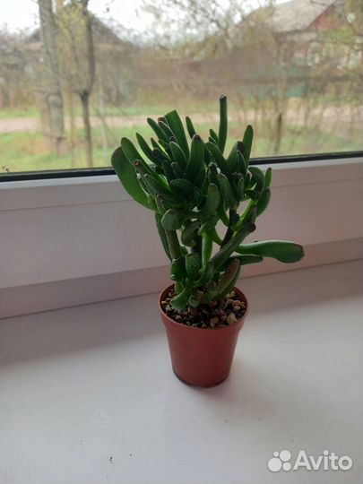 Кактусы и суккуленты