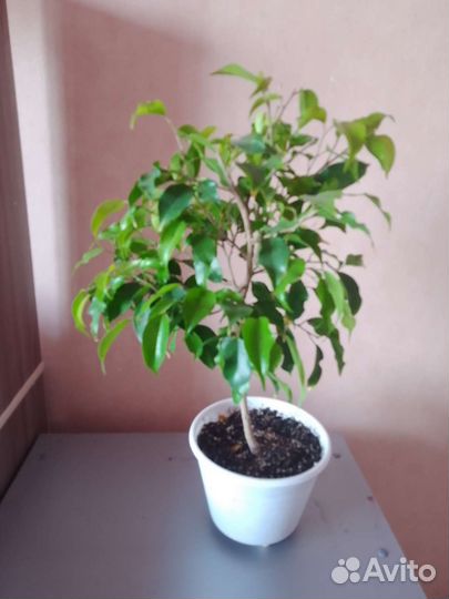 Фикус Бенджамина Голден Моник