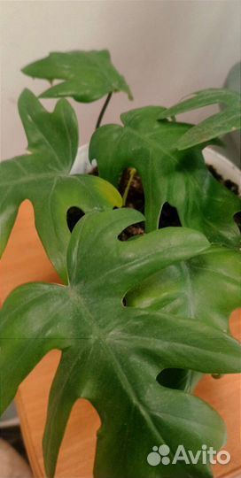 Филодендрон