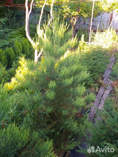 Ель колючая, ель сибирская, ель европейская