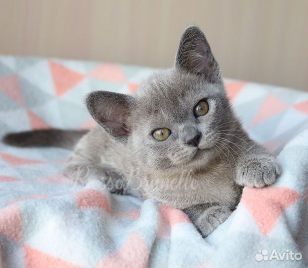 Бурманские котята wcf