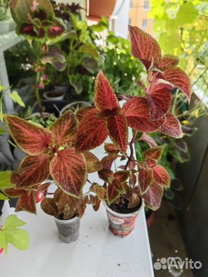 Колеусы вегетативные в горшке