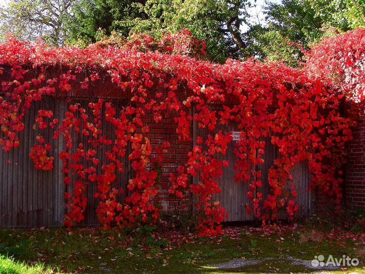 Девичий виноград, двулетник