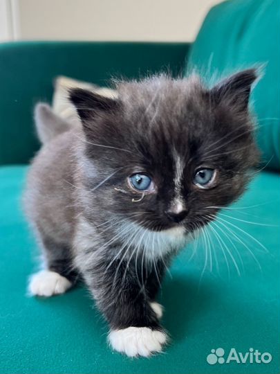 Чудесные котята в добрые руки, 1 месяц