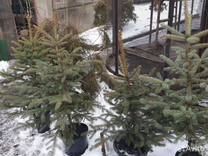 Живая Ель (Глаука) в горшках