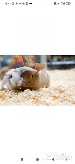 Опилки стружка наполнитель для клетки