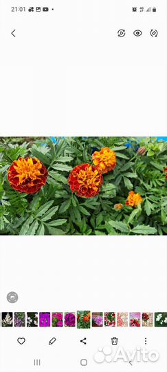 Бархатцы низкорослые,алиссум