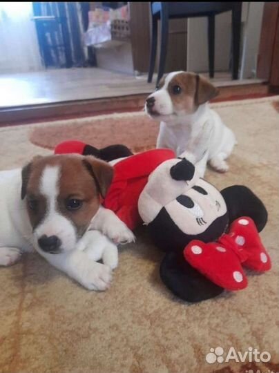 Джек Рассел терьер