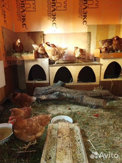 Куры несушки продам