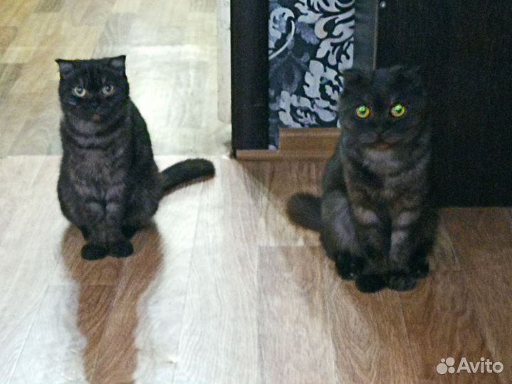 Шотландские котята