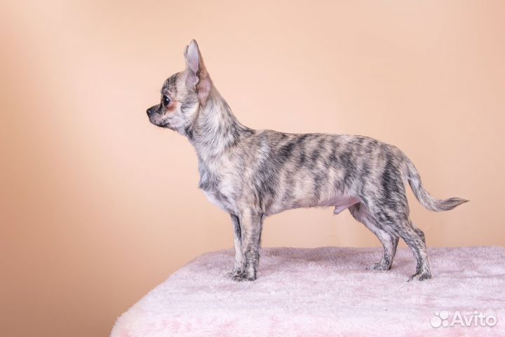 Чихуахуа тигрятки, РКФ