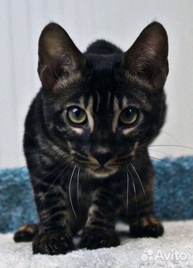 Черные бенгалы (угольный окрас)